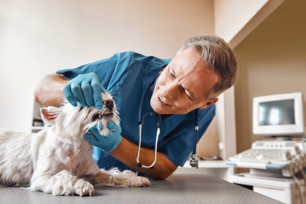 Best Urgent Dental Care for Toothache in Pine Ridge, PA
